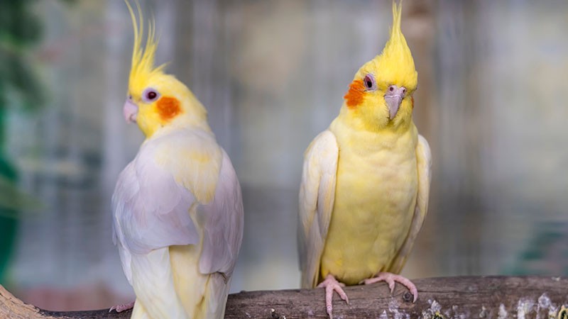 Where To Buy Cockatiels
