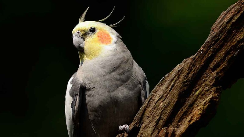 How Long Do Cockatiels Live In Captivity 