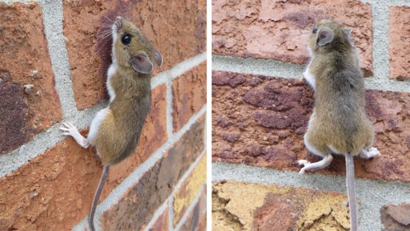 Can Mice Climb Walls