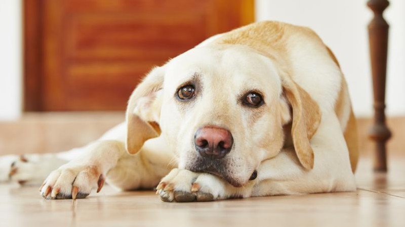 Signs Your Dog With Diabetes Is Dying