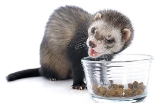 Can Ferrets Safely Eat Cat Food