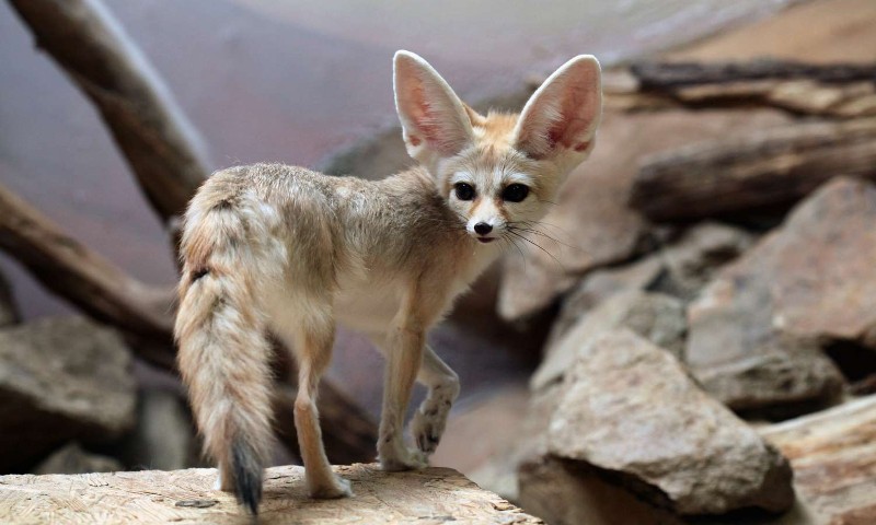 How Much Is A Fennec Fox