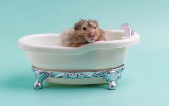Do Hamsters Need A Bath