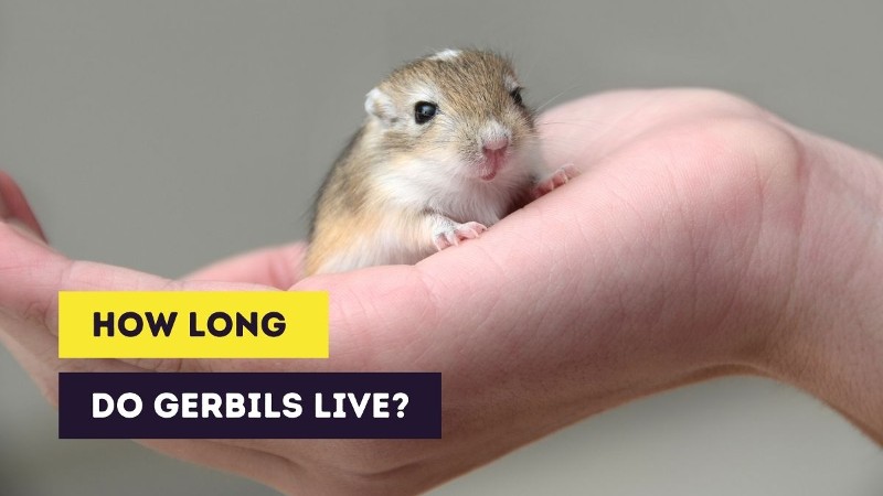 How Long Do Gerbils Live