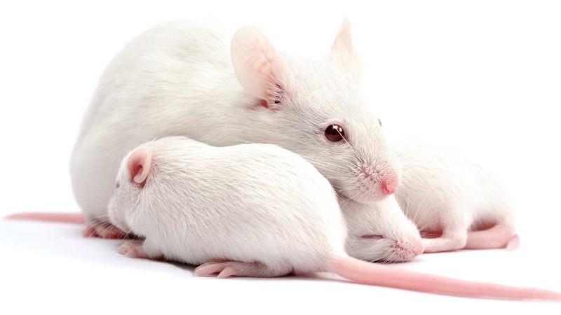 How Long Do Pet Mice Live