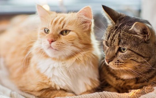 When To Euthanize A Cat With Ibd