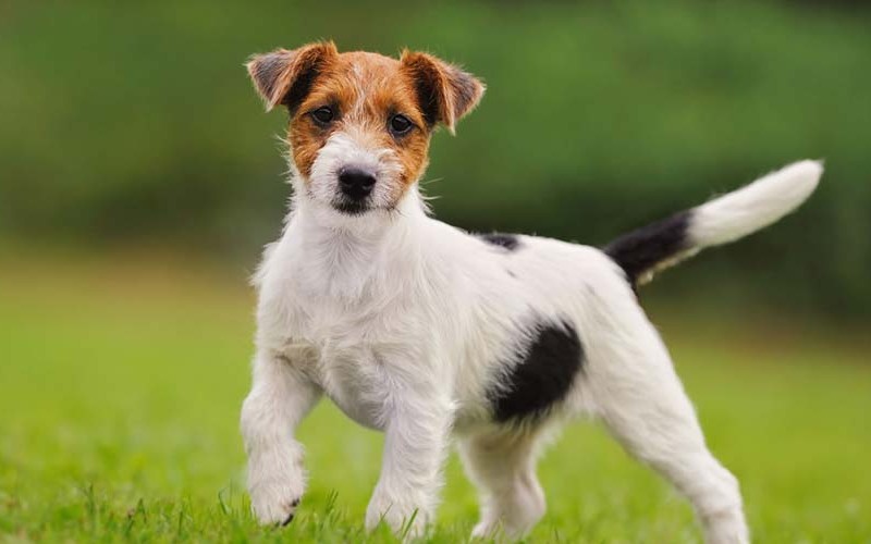 How Much Does Jack Russell Terrier Cost