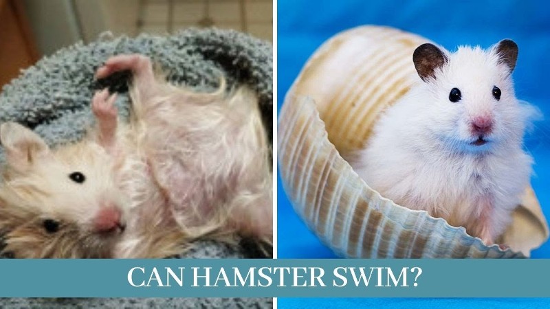Can Hamsters Swim