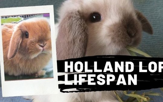 How Long Do Holland Lops Live