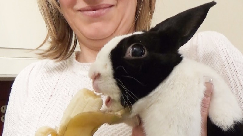 Can Rabbits Eat Bananas