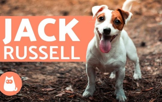 How Much Does Jack Russell Terrier Cost