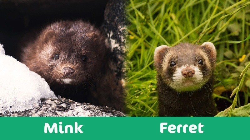 Mink vs Ferret: A Comparison