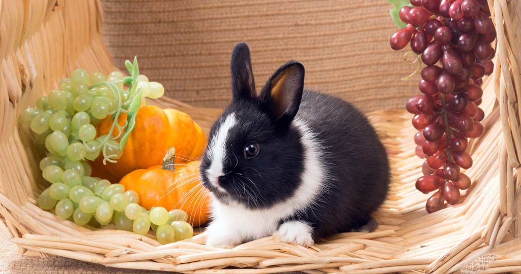 Can Rabbit eat apple