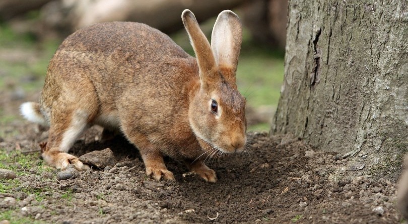 why do bunnies thump