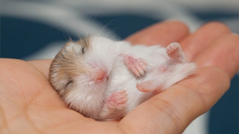 How Long Do Hamsters Sleep