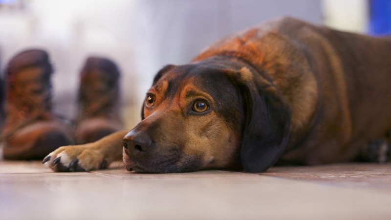 When To Euthanize A Dog With Tracheal Collapse