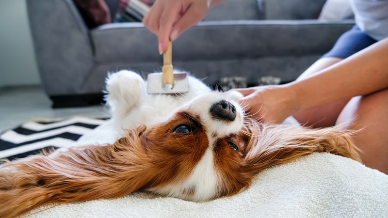 Can Dogs Get Ingrown Hairs