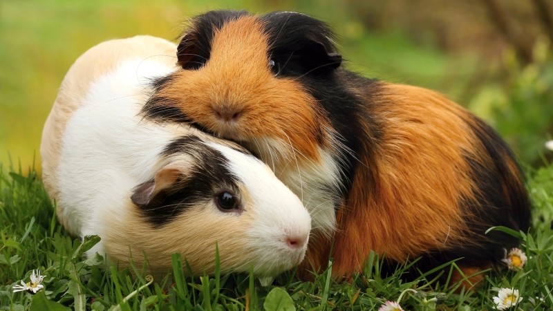 two-guinea-pigs-cuddling
