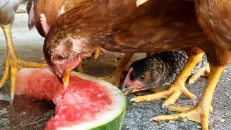 Can Chickens Have Watermelon
