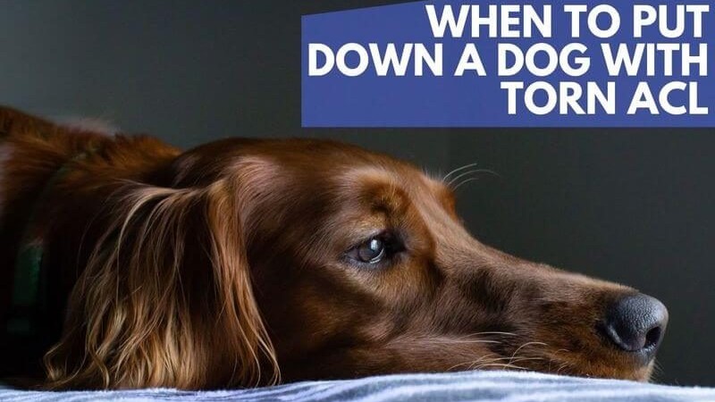 When To Put A Dog Down With Torn Acl