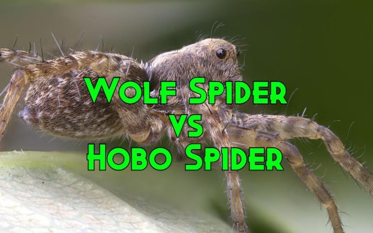 Hobo Spiders vs Wolf Spiders: A Comparison