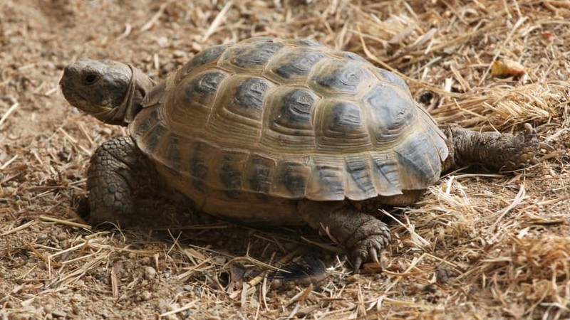 How Long Do Russian Tortoises Live