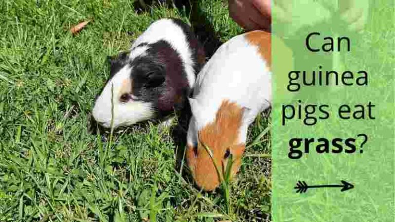 Can Guinea Pigs Eat Grass