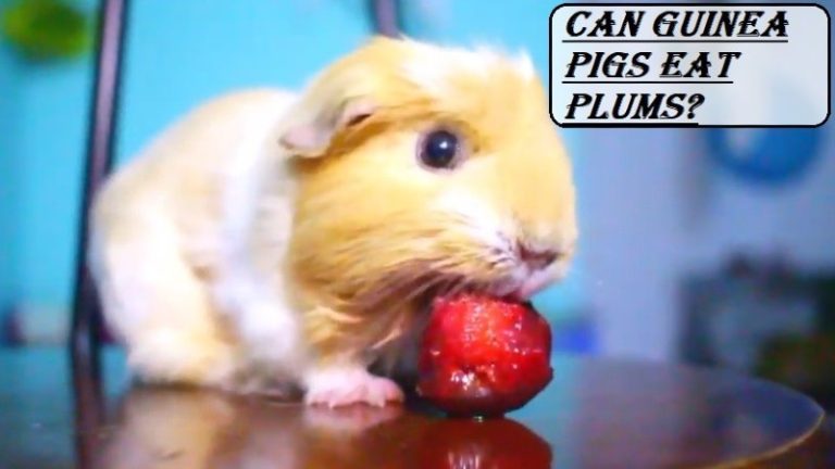Can Guinea Pigs Eat Plums