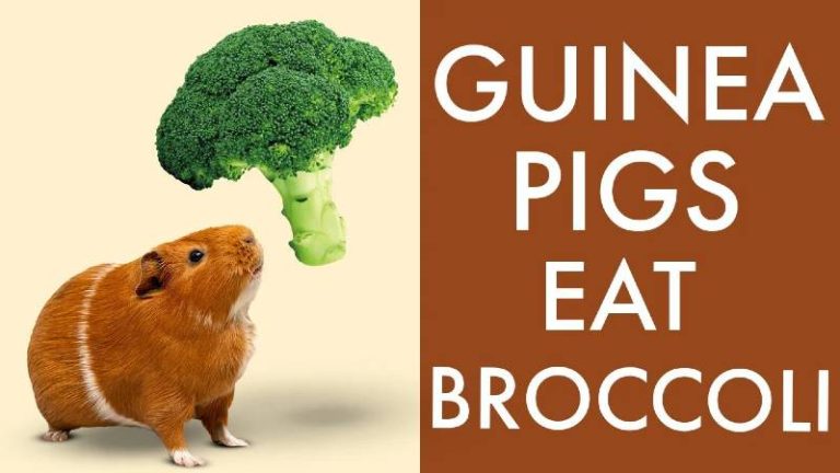 Can Guinea Pigs Eat Broccoli