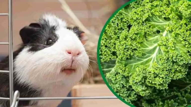 Can Guinea Pigs Eat Kale